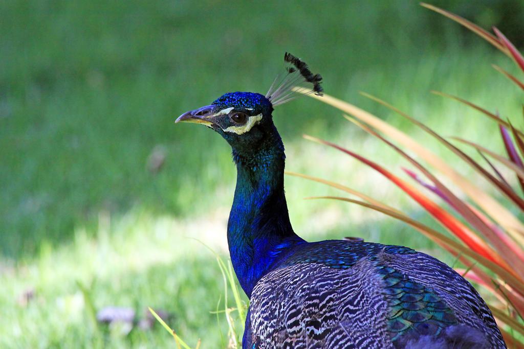 Eco Pousada Paraiso Dos Coqueirais Жапаратинга Екстер'єр фото